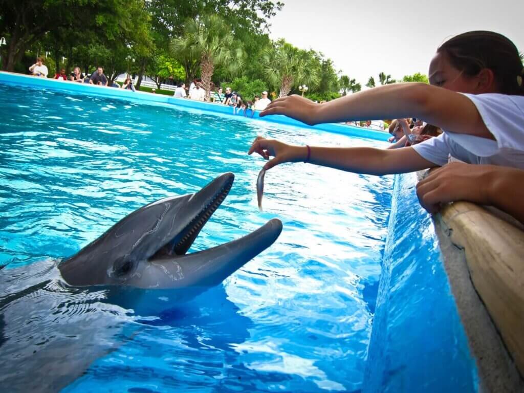 Young human feeding a dolphin a fish at SeaWorld