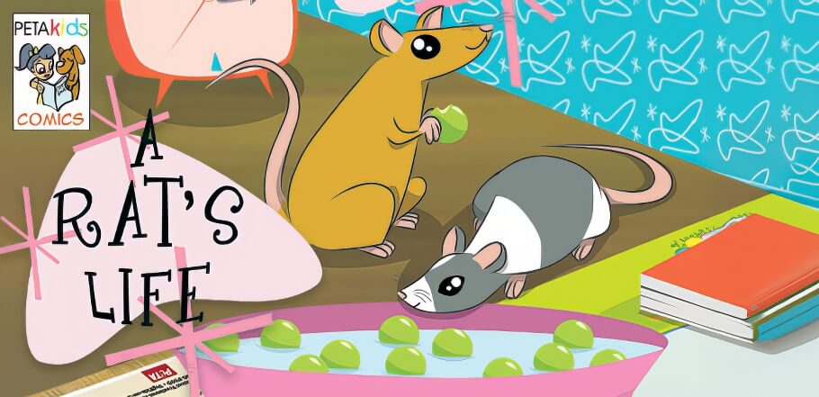 Cover of A Rat's Life comic book