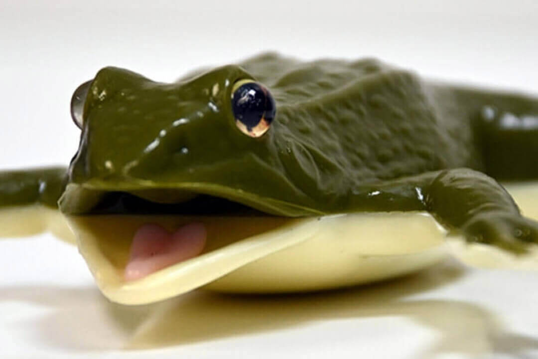 kind frog