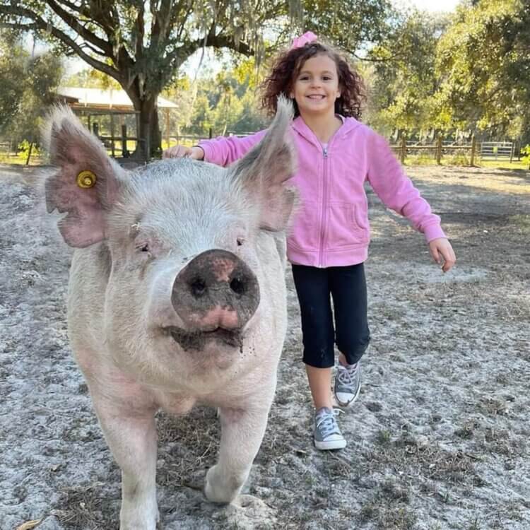 Kind kid, Brynley, plays with a pig at Peacefield Sanctuary