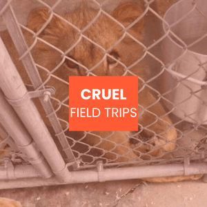 Cruel field trips