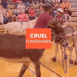 Cruel Fundraisers