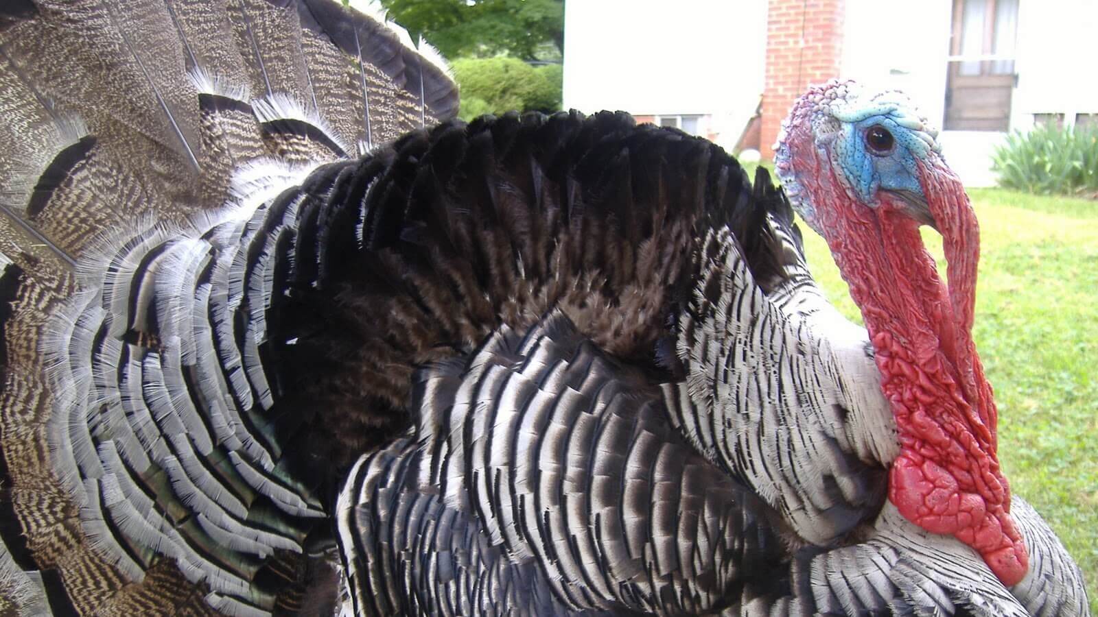 Jake the Turkey