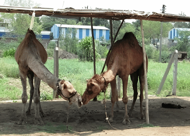 Two rescued camels meeting