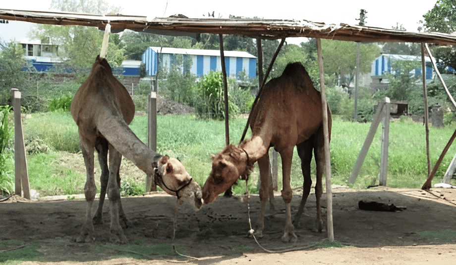 Two rescued camels meeting