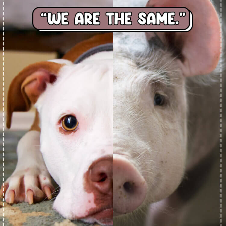 "We are the same" dog and pig
