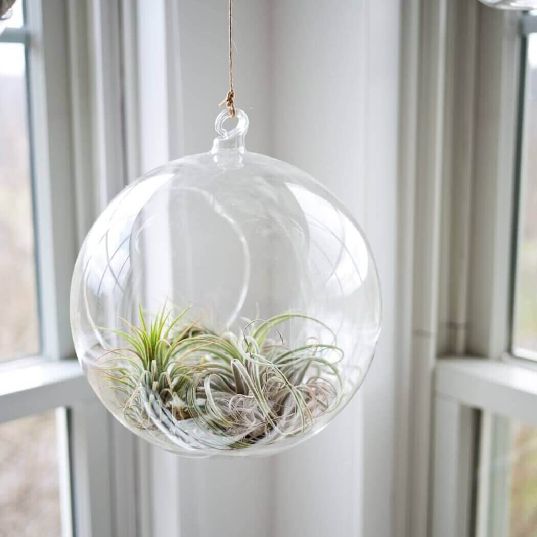 air plant