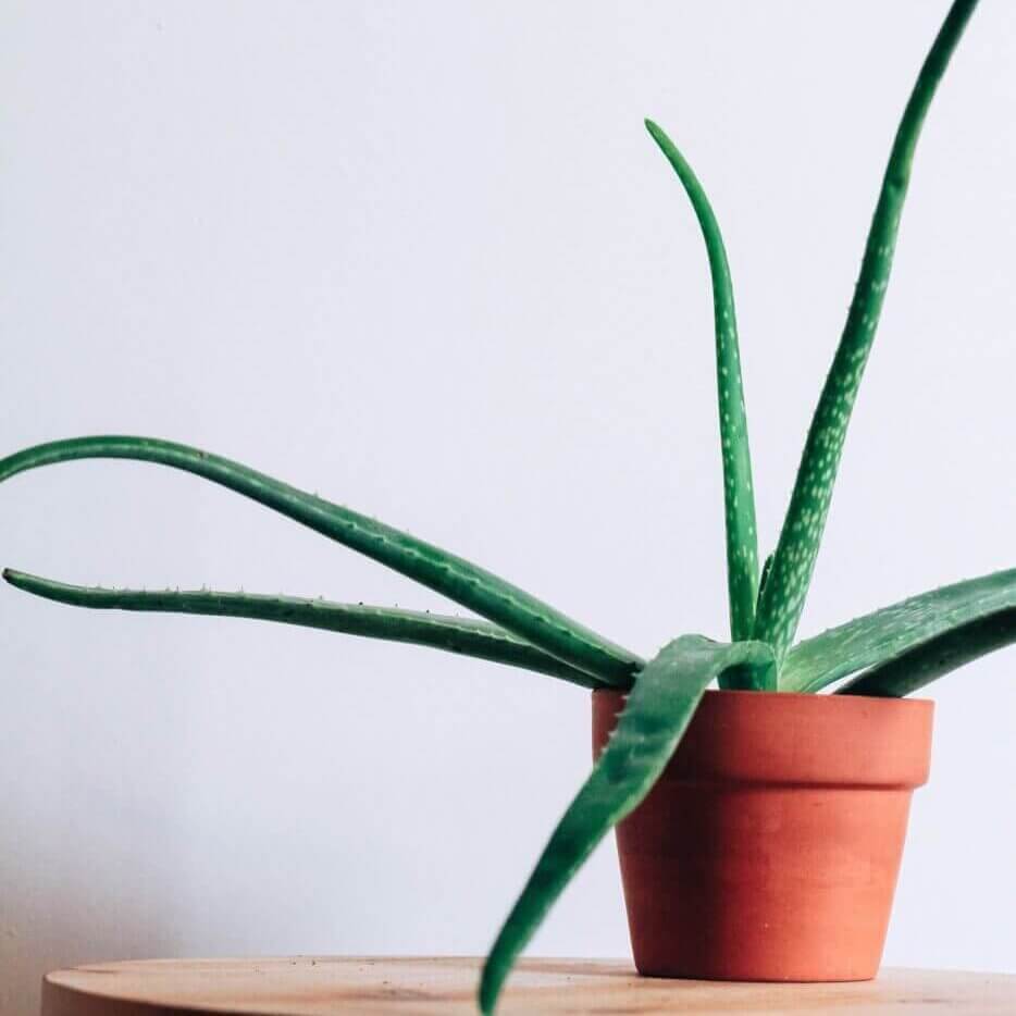 aloe plant