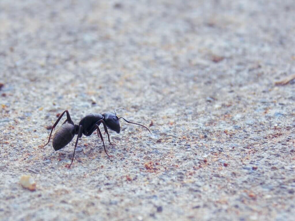 Ant friend