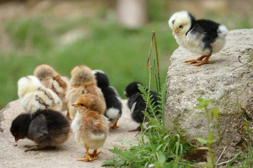 Baby chicks on a rock