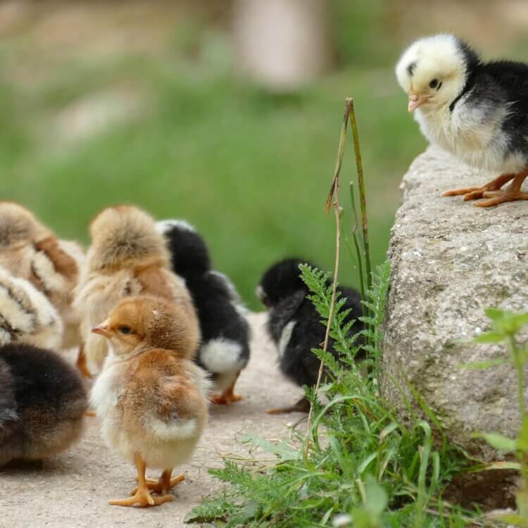 Baby chicks on a rock
