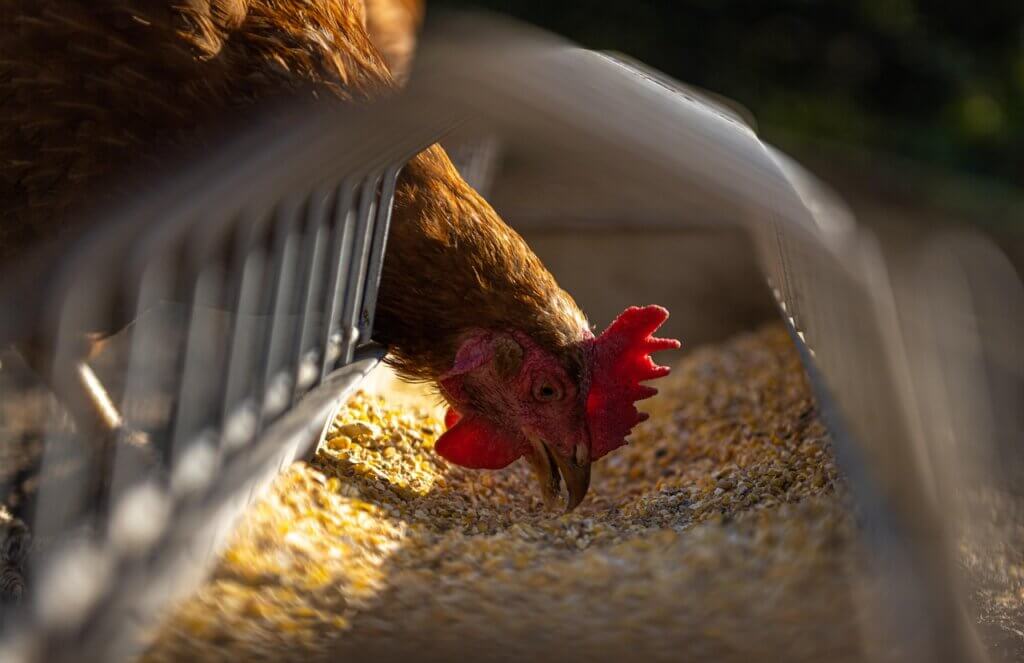 Chicken eating