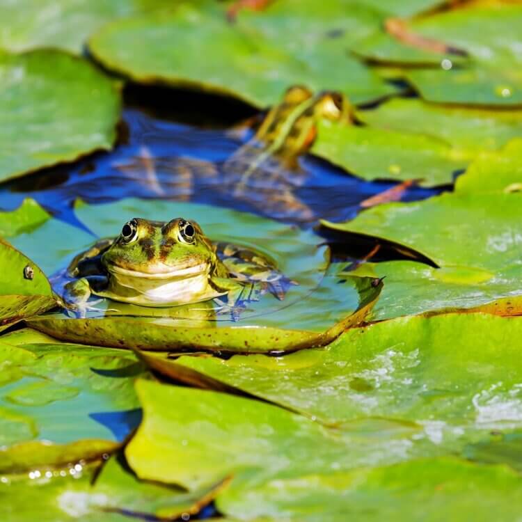 Frog on a lily pad flower