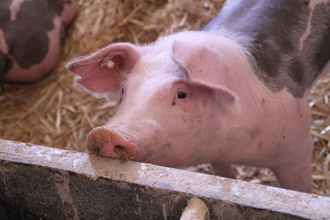 Gray and pink pig