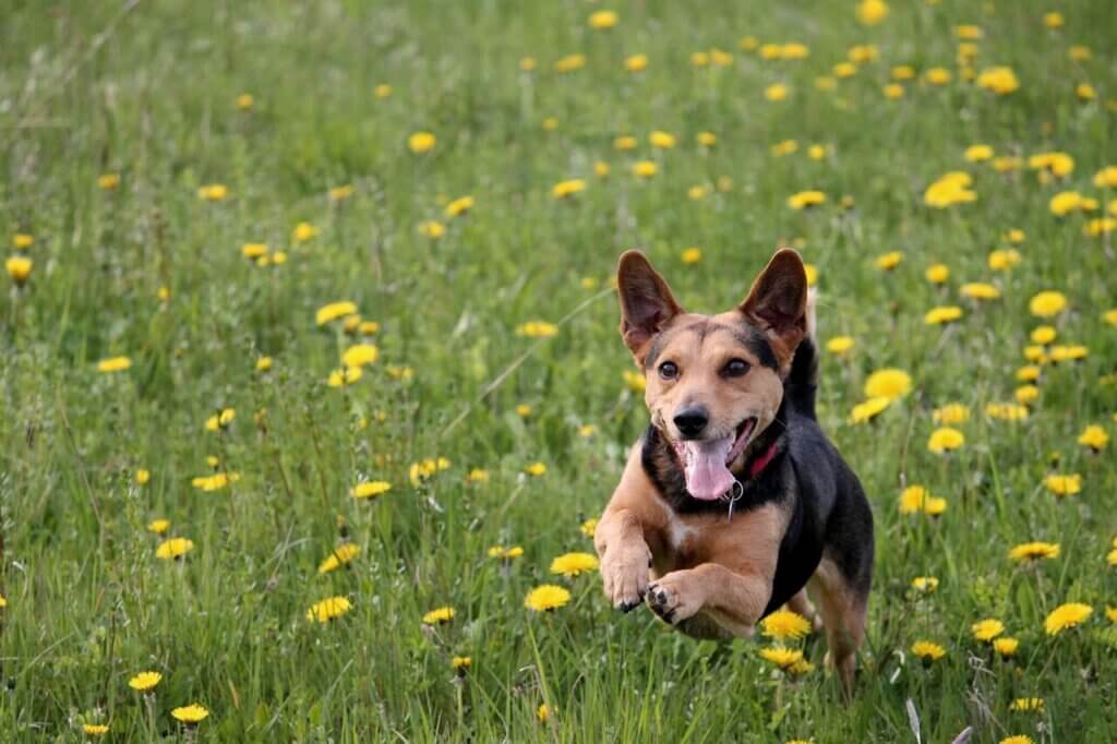 Happy dog in field of grass and flowers