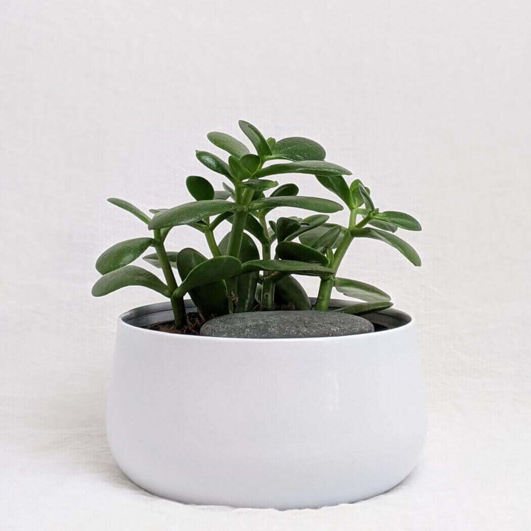 jade plant