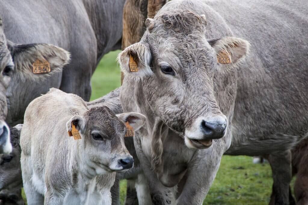 Mother and baby cows