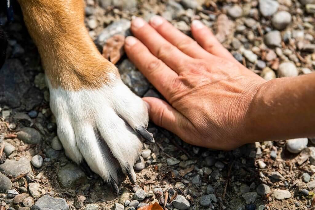 Animal paw and human hand
