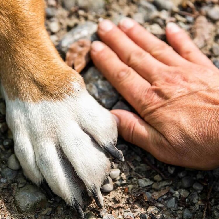 human hand and dog paw