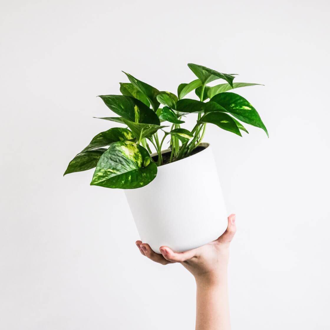 pothos plant