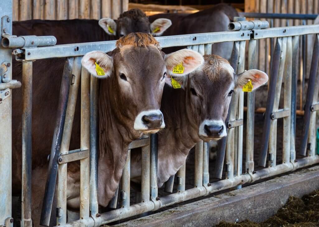 Two brown cows