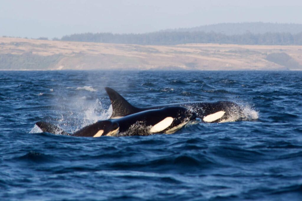 Pod of orcas