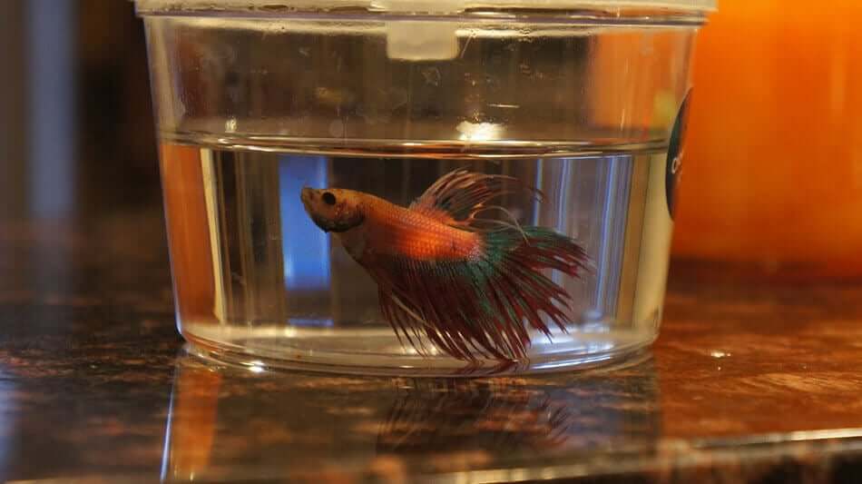 Betta fish in small container