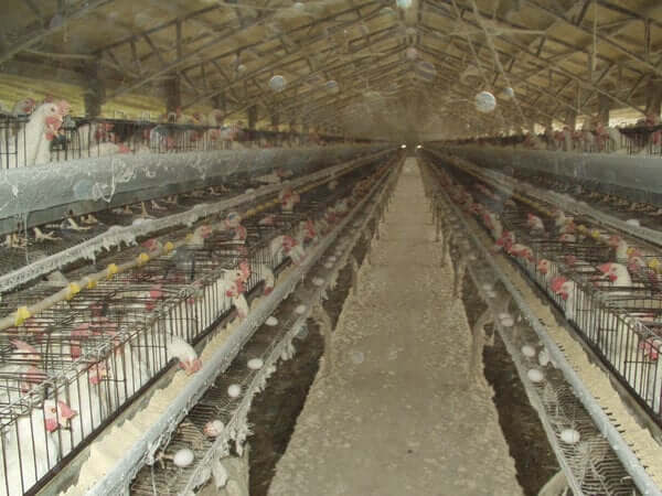 chickens crammed into stacked battery cages on an egg farm