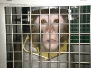 Primate laboratories
