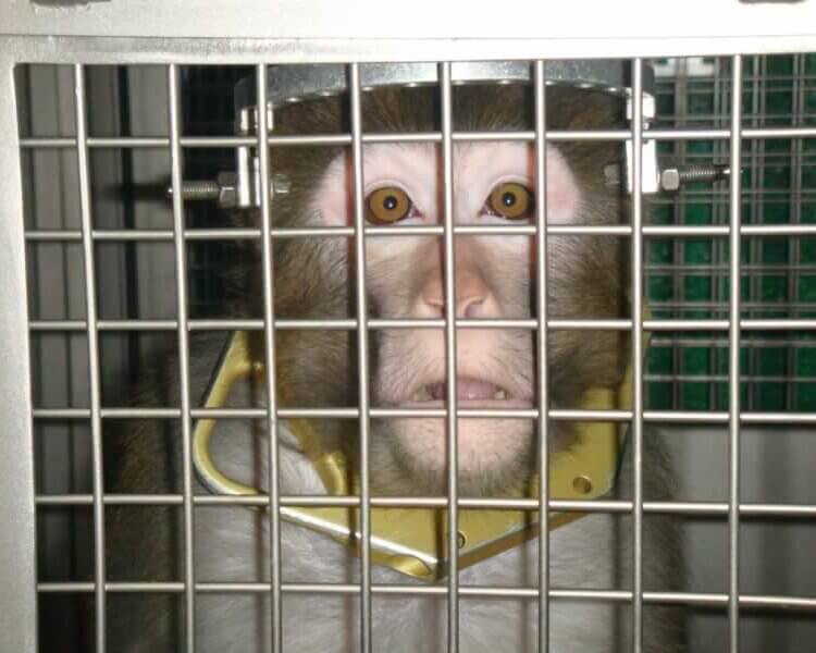 Primate laboratories