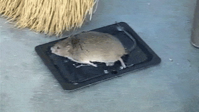 Mouse stuck in a glue trap
