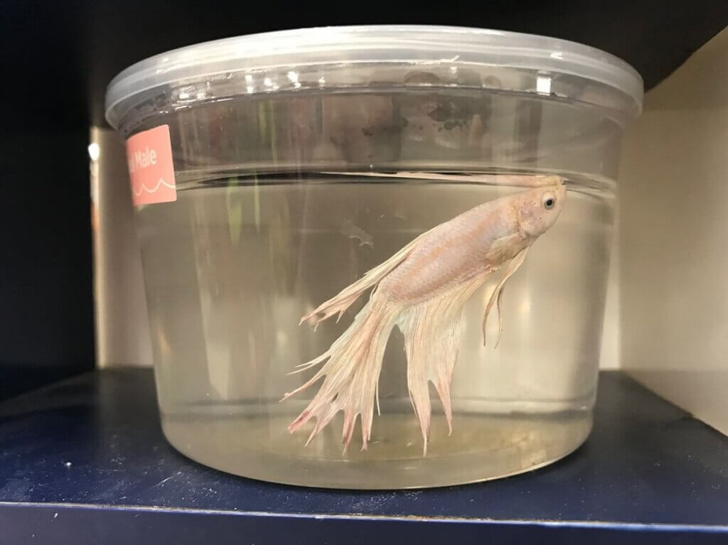 Betta fish in a small container. Sick and dying.