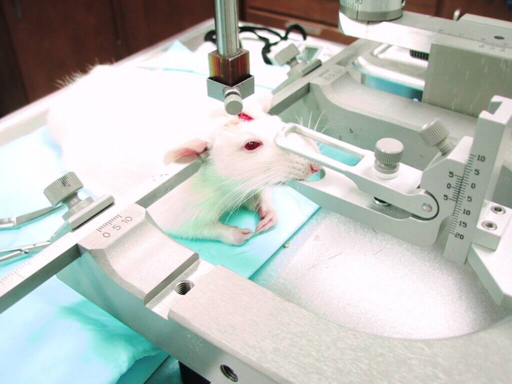 Rat who is being subjected to cruel procedures in a lab