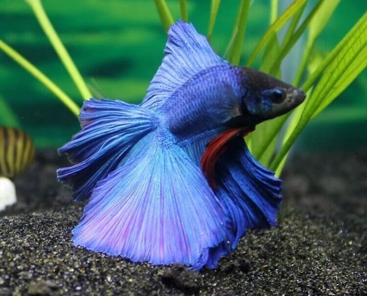 Betta fish