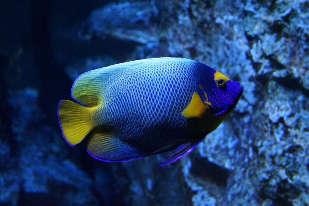 Blue fish