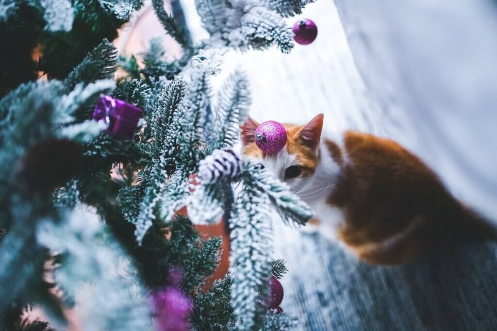Cat looking at tree ornaments