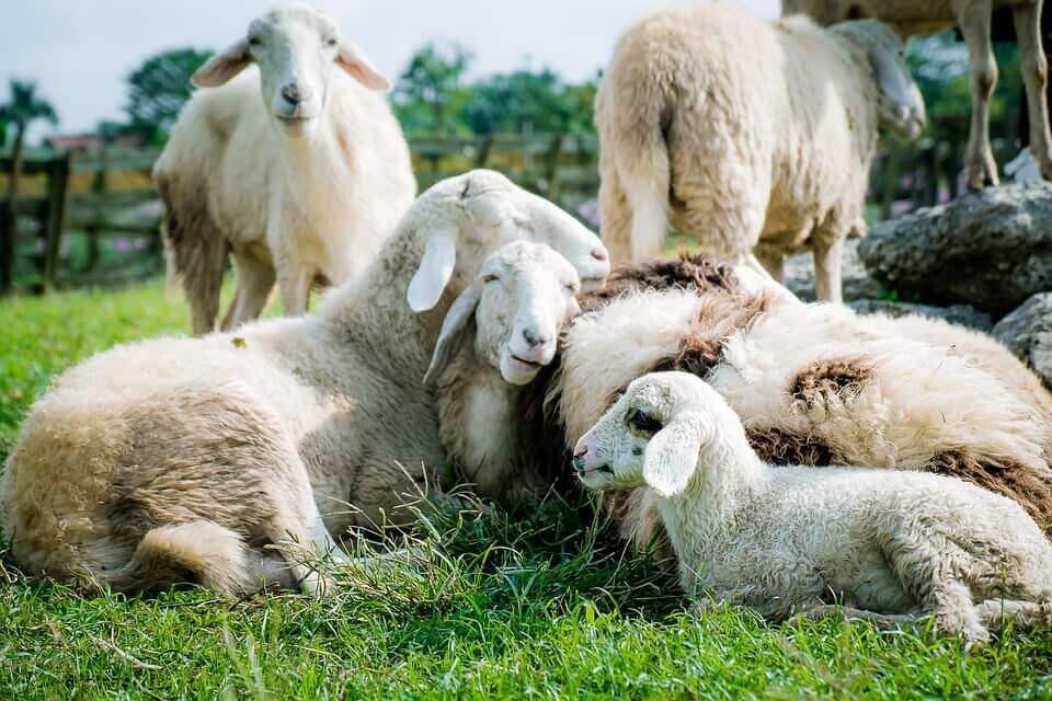 Group of sheep