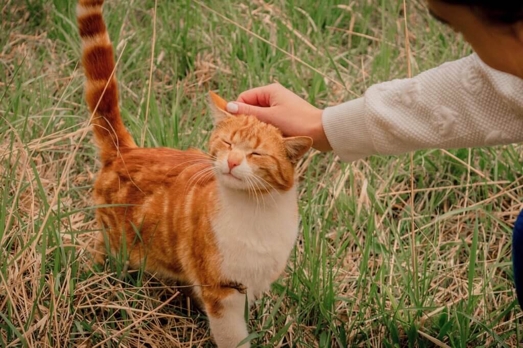 A girl petting an orange cat