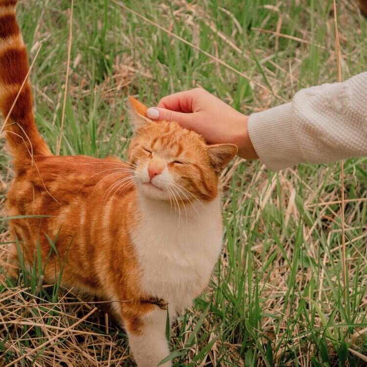 A girl petting an orange cat