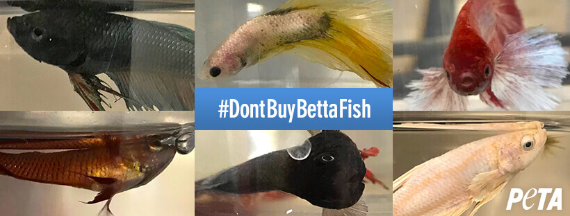 "Don't Buy Betta Fish" Banner with various pictures of sick and dead betta fish