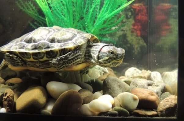 Turtle in a small aquarium
