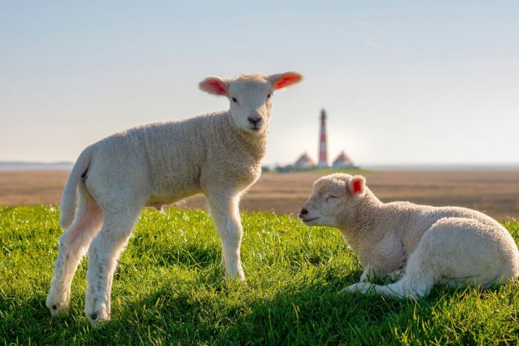 Two lambs in a field