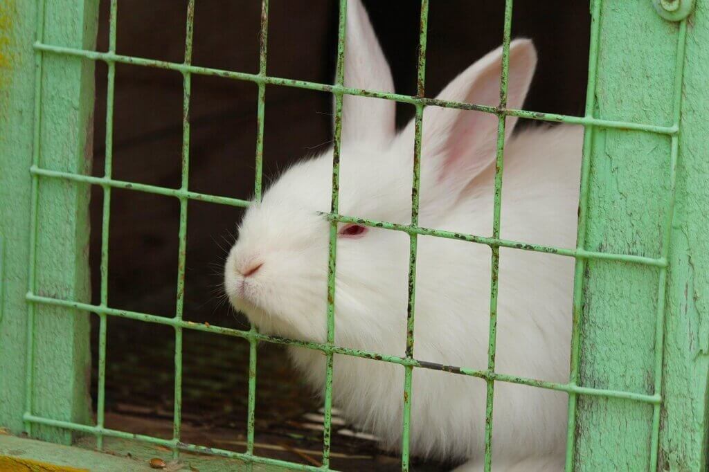 white rabbit in green cage