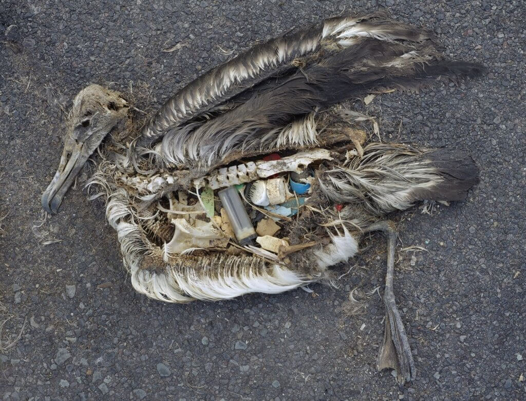 Albatross (bird) who died after eating trash and plastic caps.