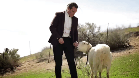 Joaquin Phoenix with a sheep who had been used for their wool