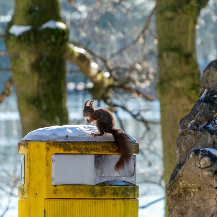 Squirrel looking for food on a trash can
