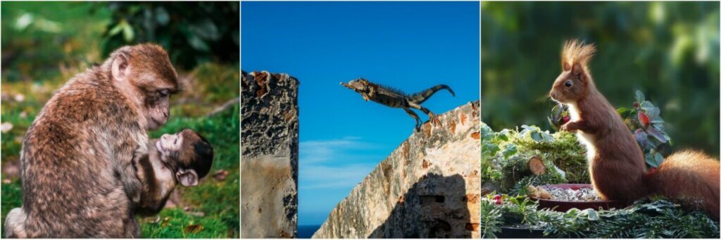 Animals Are Just Like Us Collage