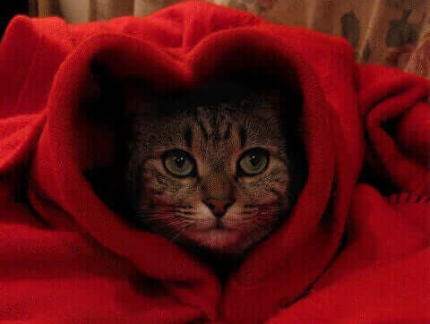 Cat Valentine Heart