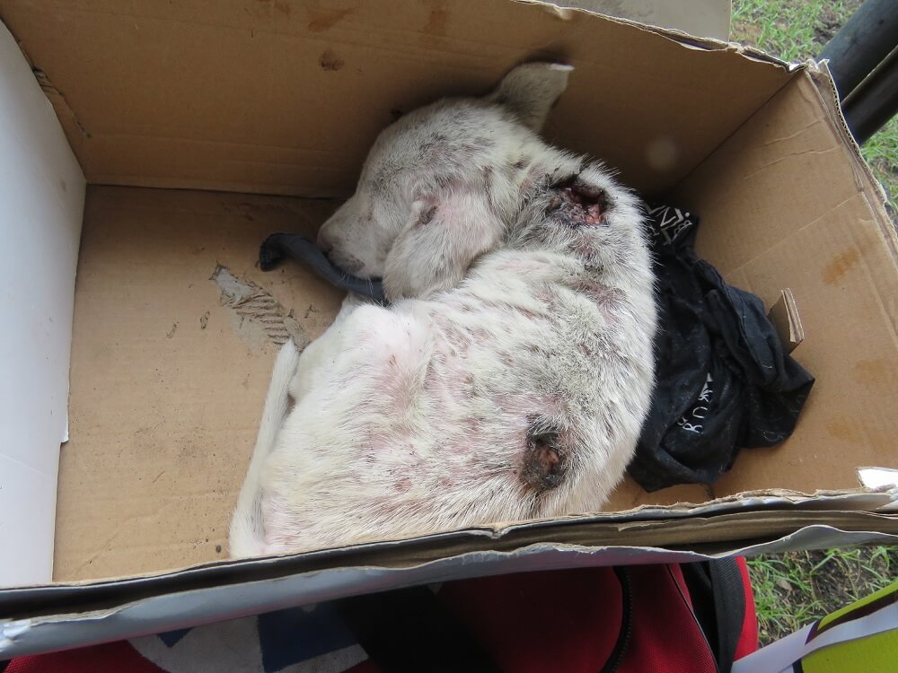 Christmas the puppy before he was given a new, happy life