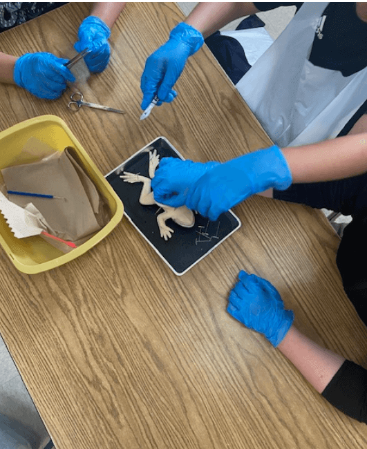 Several students dissecting the synfrog